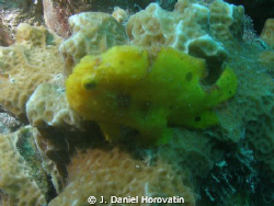 Yellow Frogfish shot in Bonaire using Olympus C-7070 WZ i... by J. Daniel Horovatin 